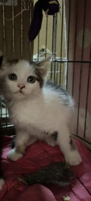 Котик(2 місяців -Хлопчик)