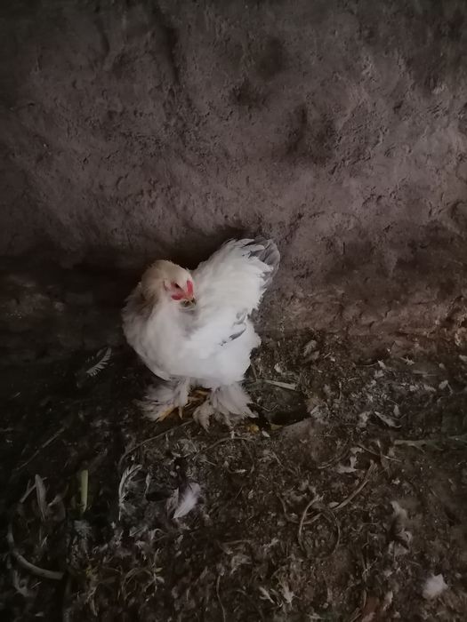 Vendo galos Brahama