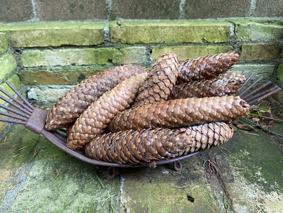 Szyszki sosnowe 8-10 cm