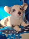 **NACHOS **piesek Welsh Corgi Cardigan blue merle do rezerwacji