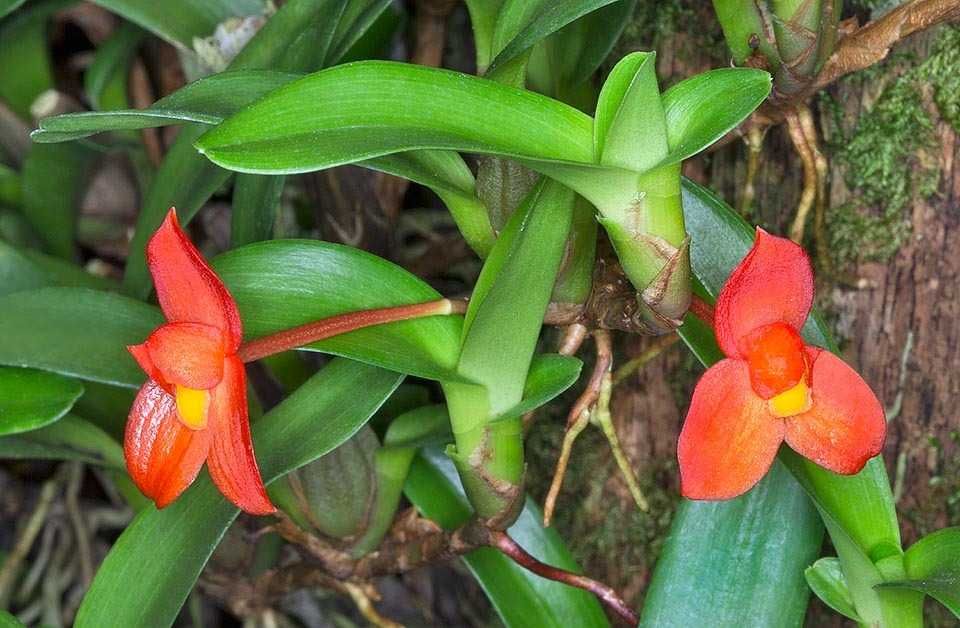 Orquídea Maxillaria c/ flor vermelha