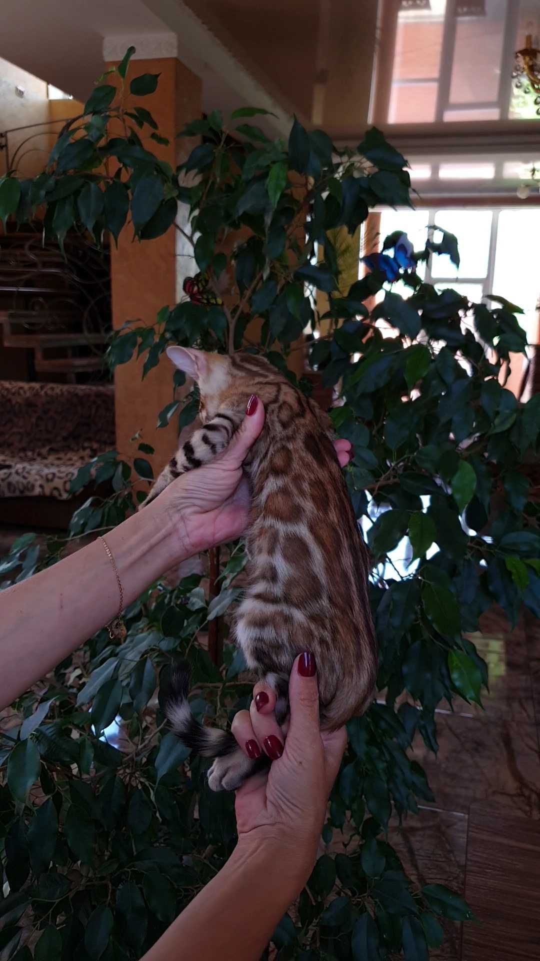 Бенгальский мальчик