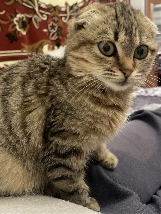 Вислоуха кішечка віддам