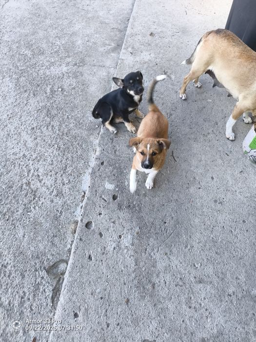 2 urocze suczki oddam za darmo