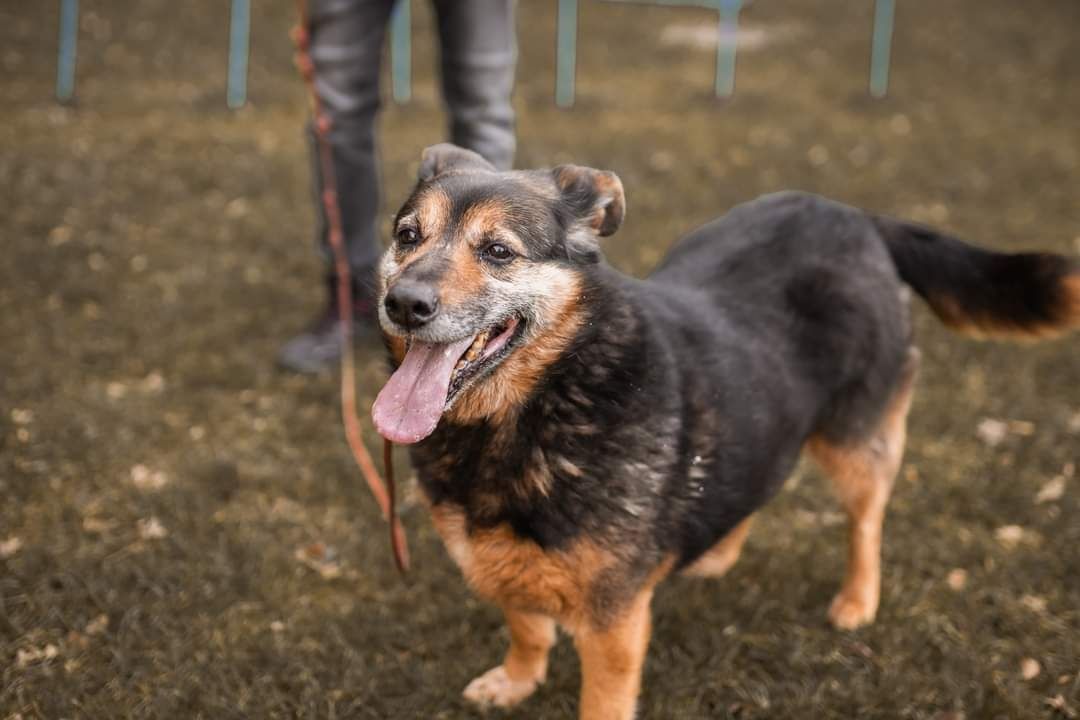 Śliczna sunia już długo czeka na dom