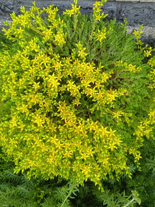 Каменная Роза.Суккулент.Молодило.Очиток.