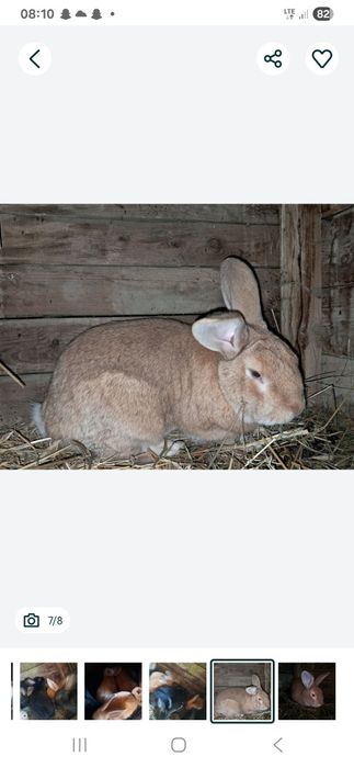 Samiec pokryje sanice