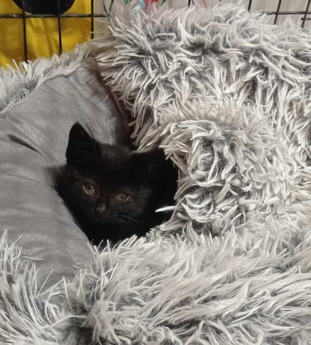 malutka kicia pilnie potrzebuje domku