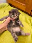 Maine Coon kotka