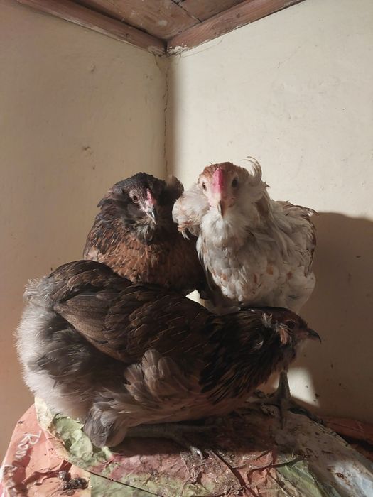 Koguty araukany, Araucana, Araukana, kury ozdobne, Brakla