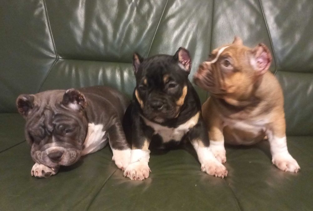 Потужні хлопчики американського буллі