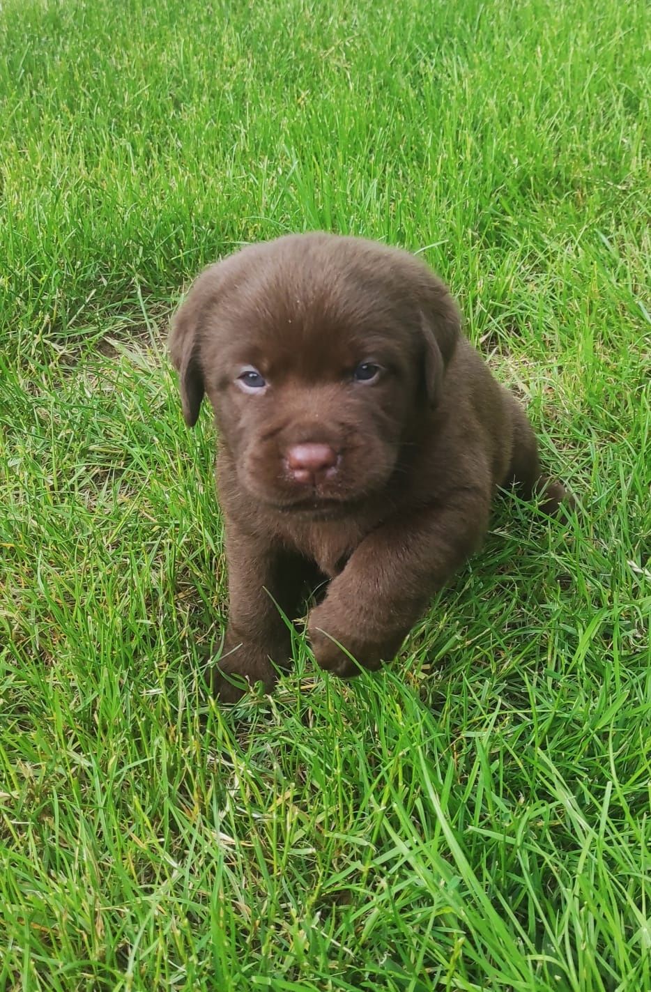 Labrador szczeniak czekoladowy