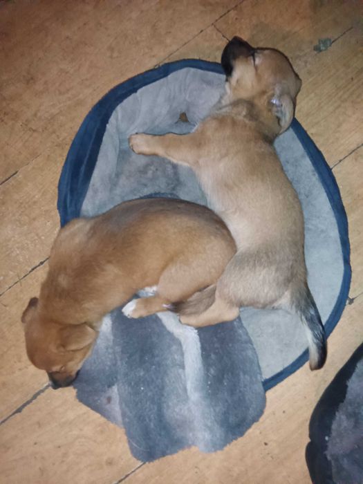 Oddam za darmo szczenięta