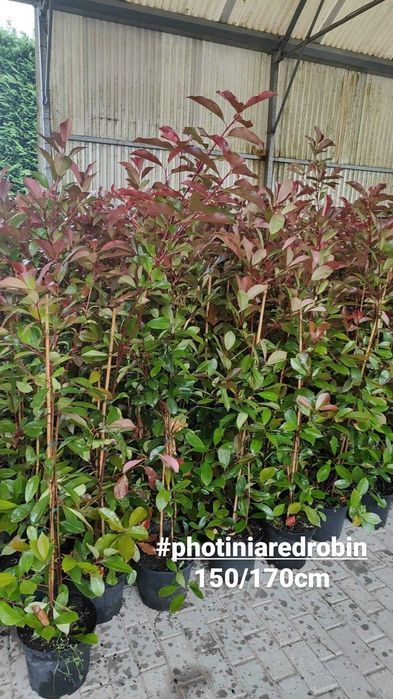 Photinia Red Robin 140/150cm