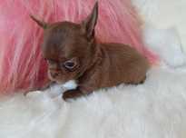Chihuahua Przepiękna czekoladowa dziewczynka