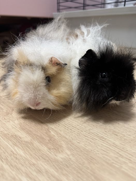 Świnki morskie z klatką i akcesoriami