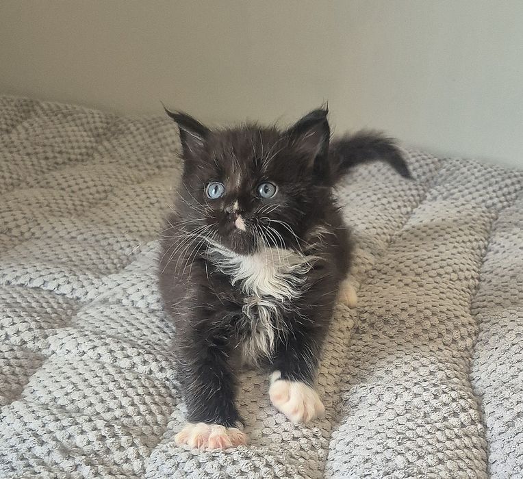 Czarny z białym kocurek Maine coon!!!