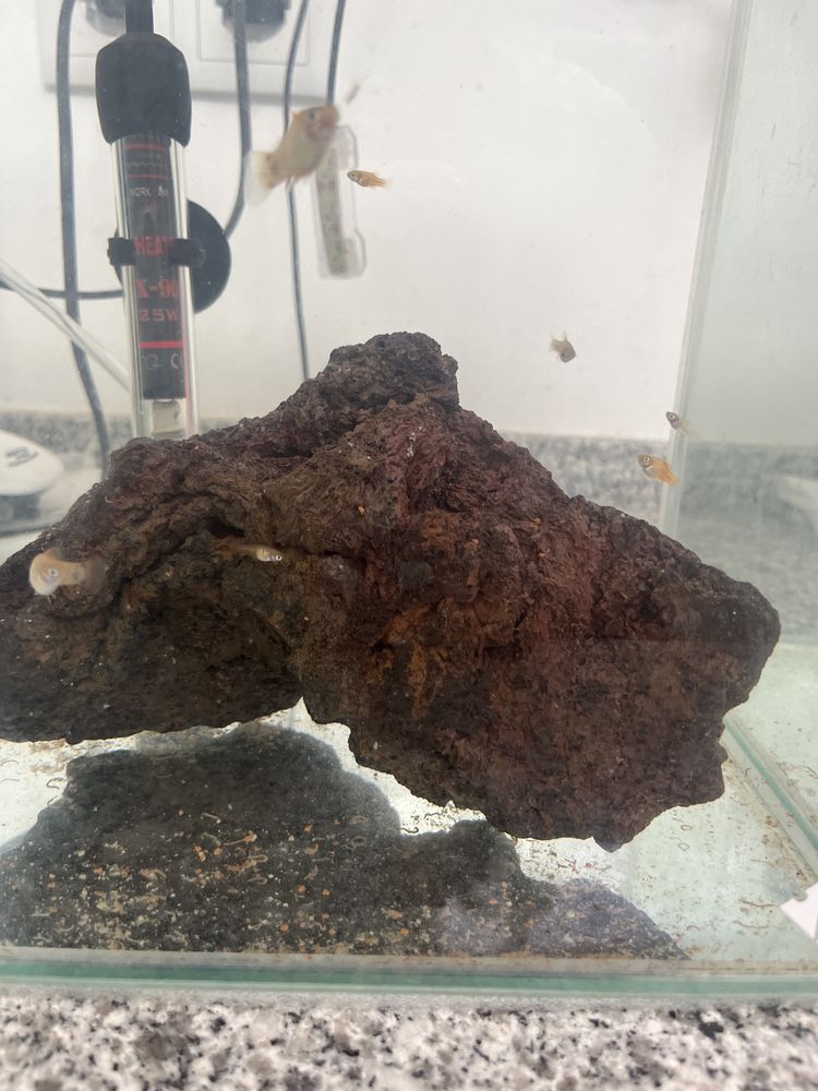Platy juvenis variados