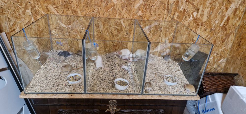 Maternidade para roedores (GERBO E TWISTER)