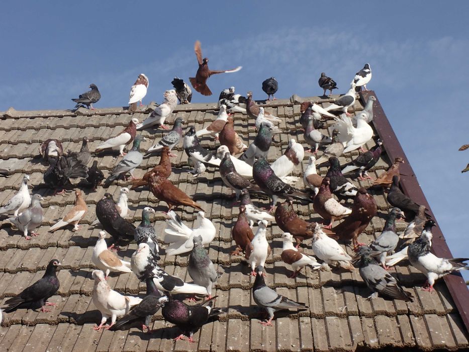 sprzedam gołębie rasowe