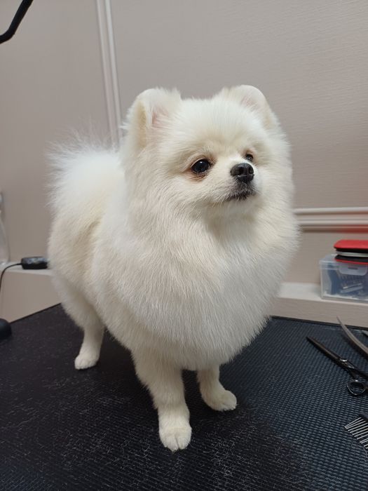 Грумінг Одеса.Запрошуємо на профнсійний грумінг ваших улюбленців!