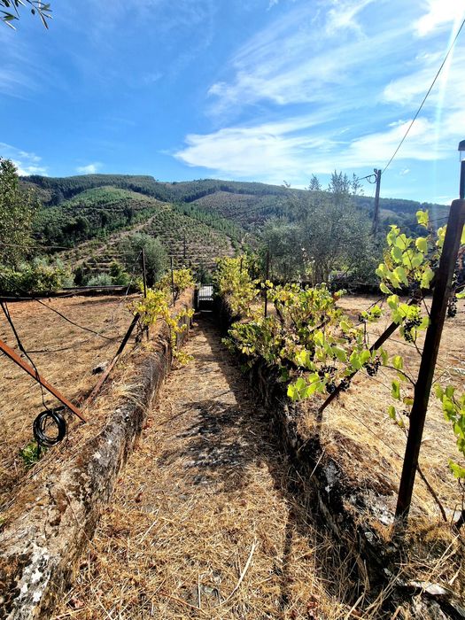 Moradia T6 - Pessegueiro