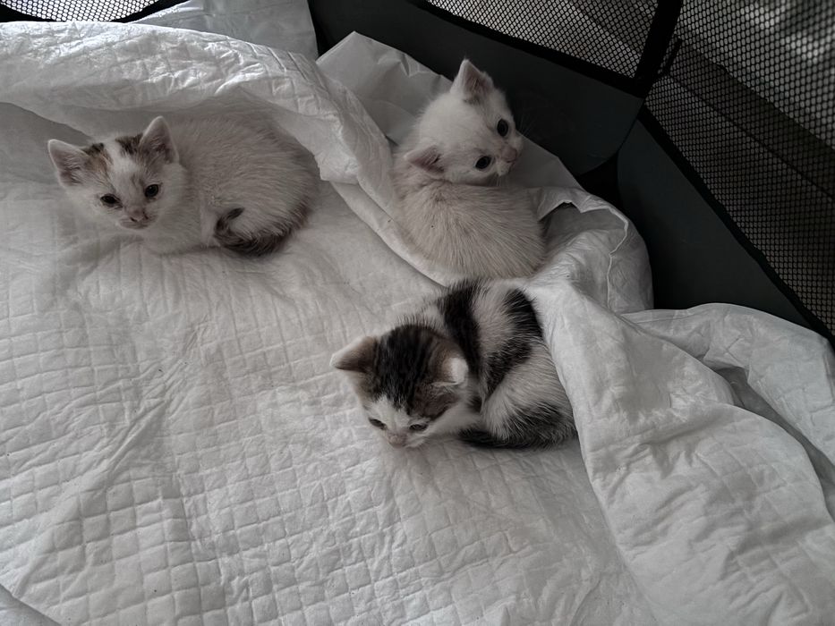 Oddam w dobre ręcę małe kotki