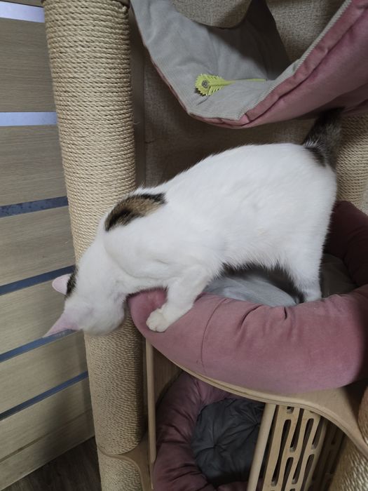 Алтайский голубоглазый мальчик