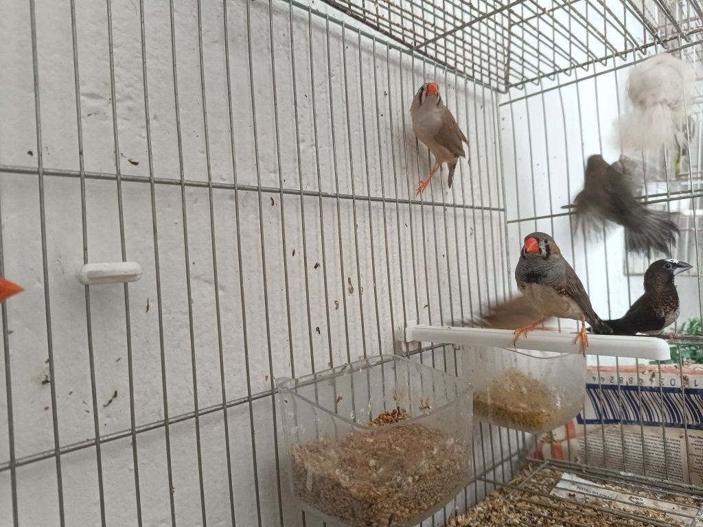 Mandarins de boa pena com anilha