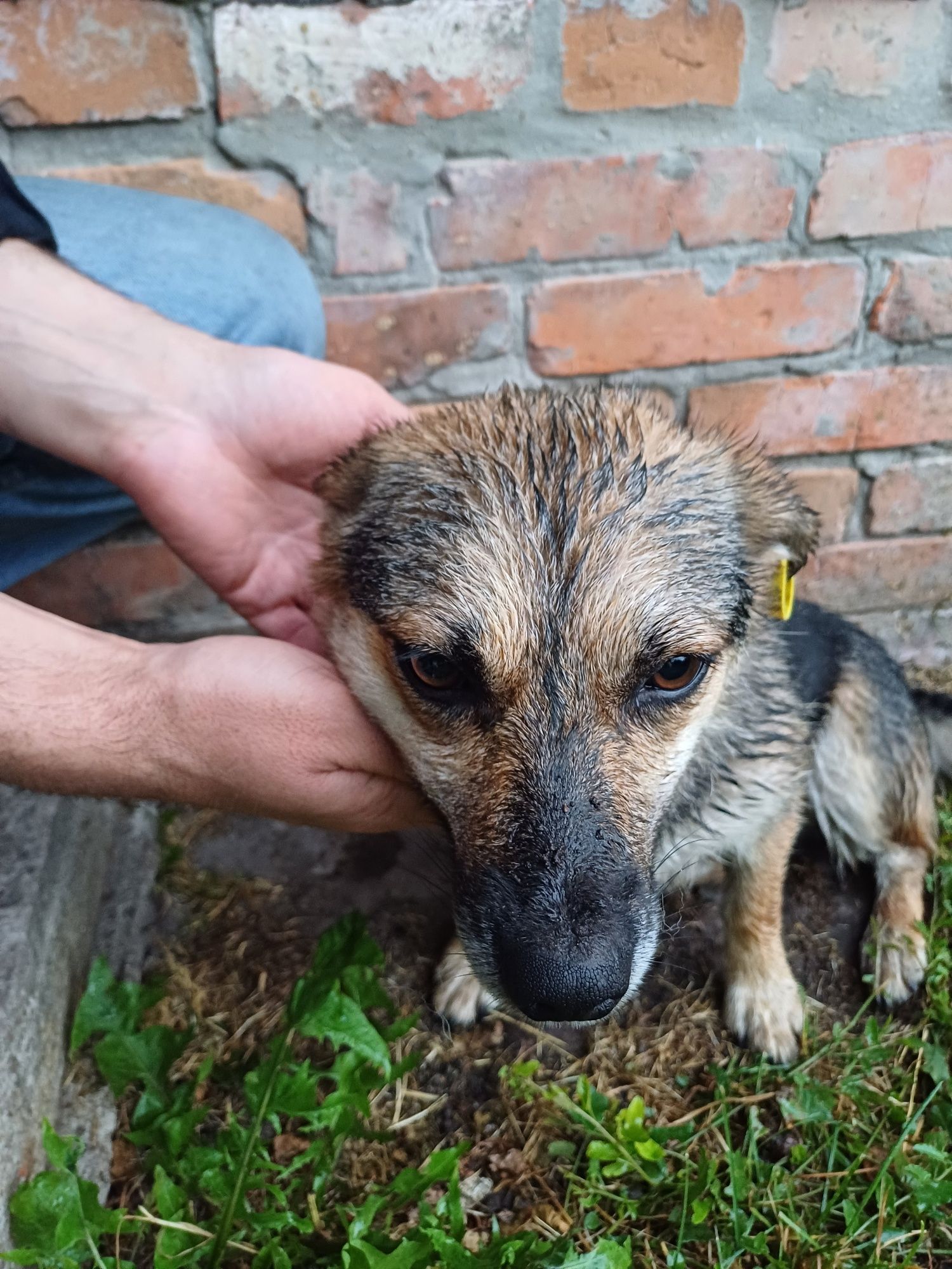 Віддамо в добрі руки собачку ,вік 4-5 років, стерелізована