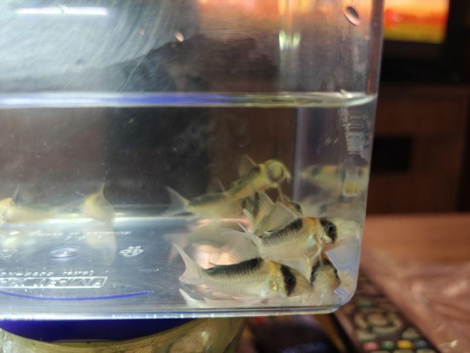 Kirys corydoras duplicateus