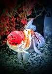 ,,Oranda Calico,, goldfish welonka złota rybka welonki welon