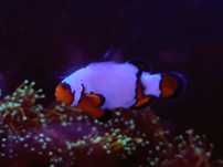 Amphiprion ocellaris Extreme Snowflake BłazenekNemo Akwarystyka Poznań