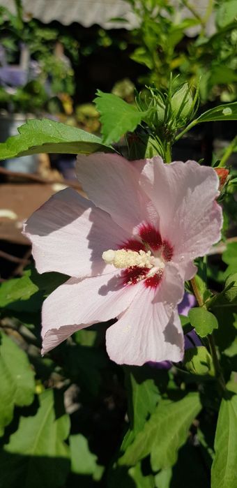 Гібіскус деревовидний, або сирійський.