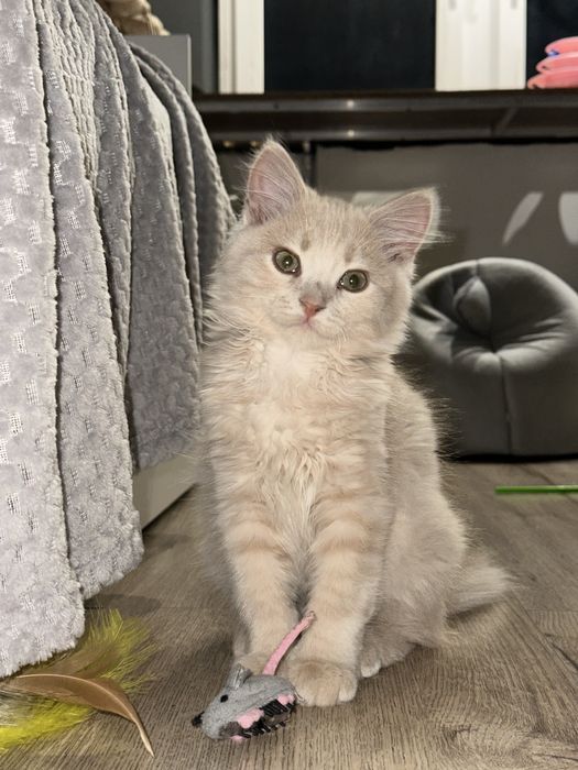 Шукаю люблячих батьків для кошеняти