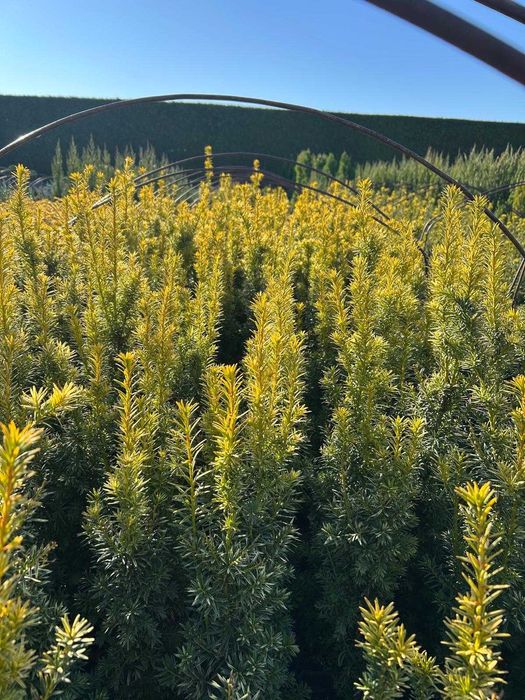 Cis żółty Taxus Fastigiata Aurea Nana