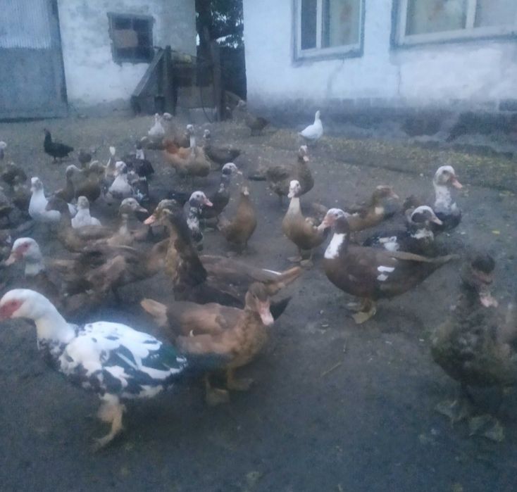 Домашні індокачки та каченята