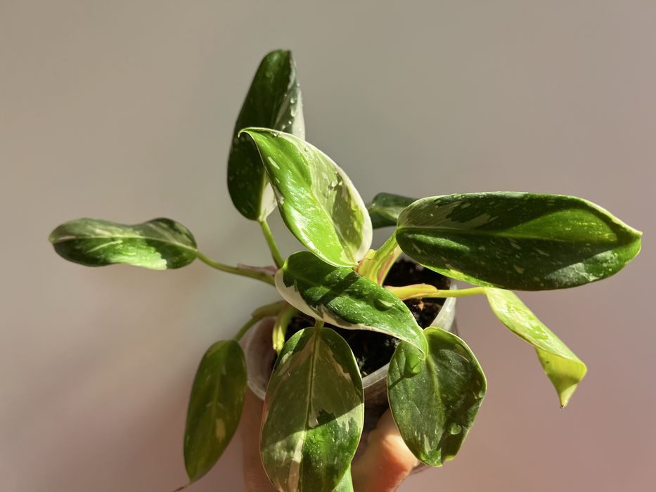 Филодендрон Белая принцеса (White Princess) tricolor