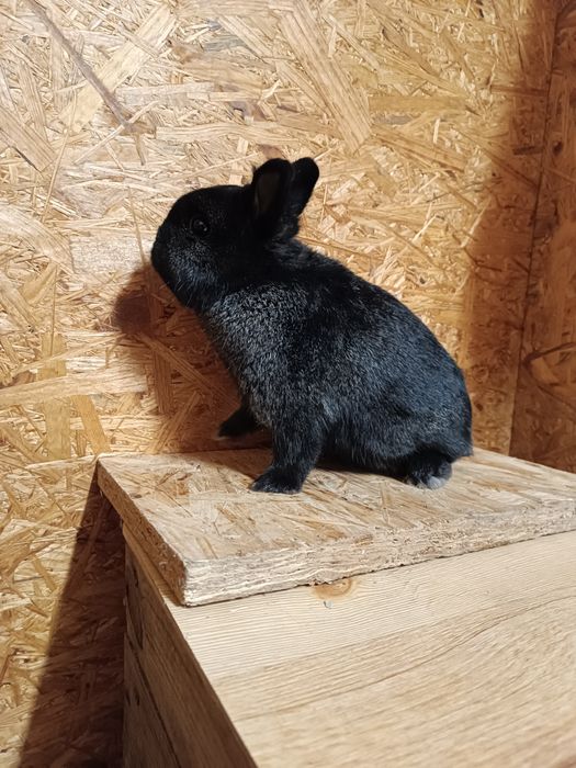 Królik karzełek-samiec