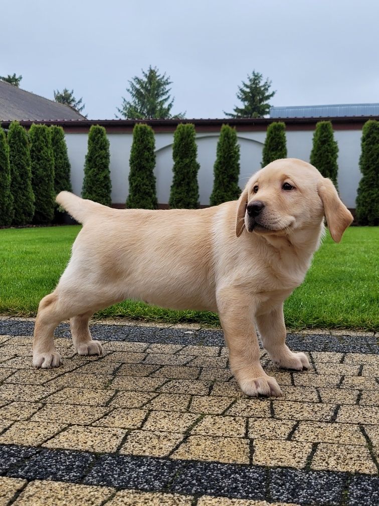 Labrador Retriever Szczeniak