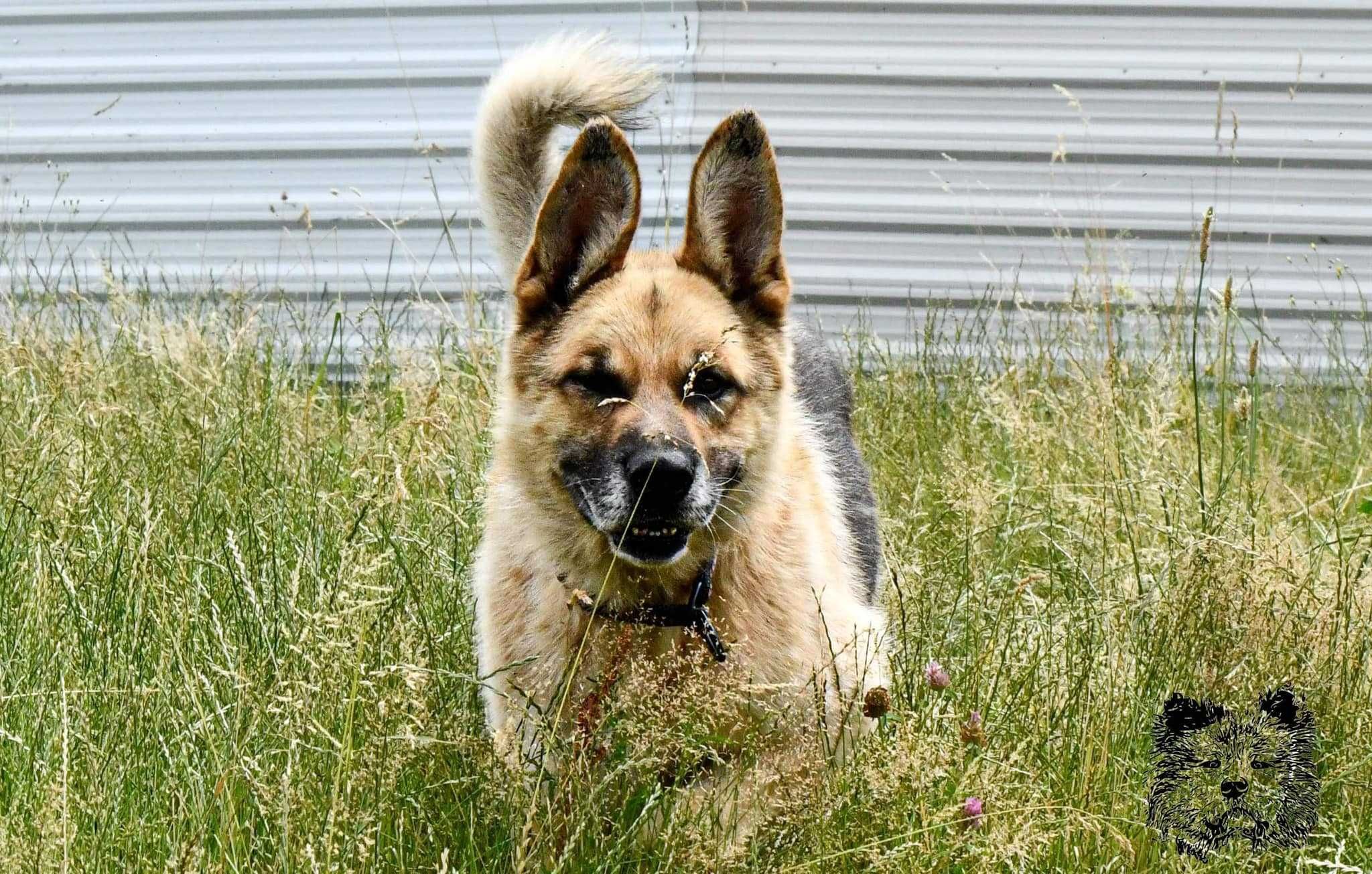 Hektor - duży pies do adopcji