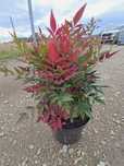 Nandina Domestica Fire Power WYSYŁKA