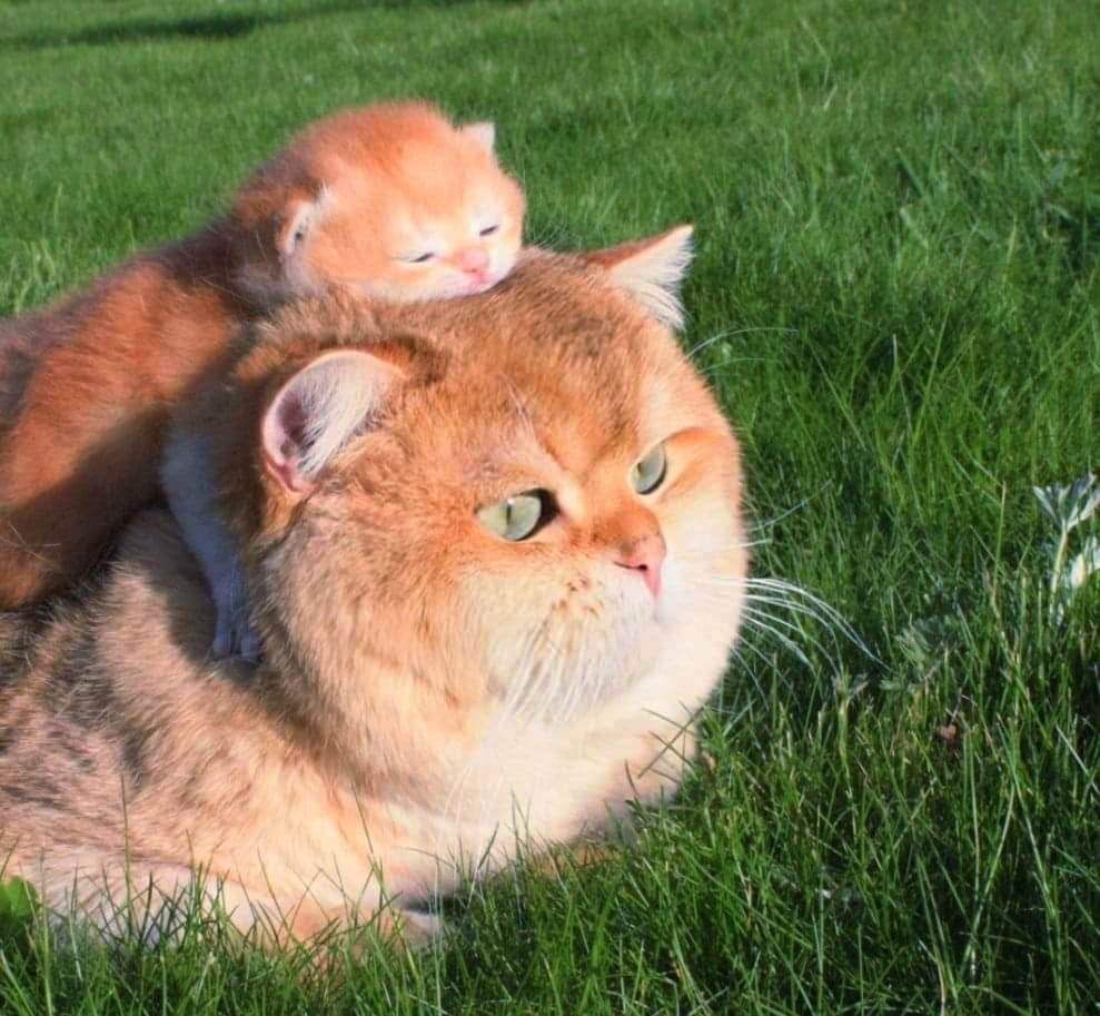 Котики британськоі золотої шиншили кошенята