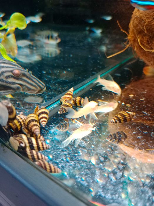 Ślimaki Helenka - TINA ZOO Gliwice Witkiewicza