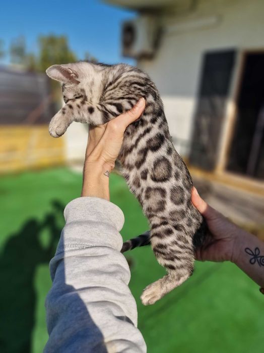 Prateado gatinho de bengala (macho)