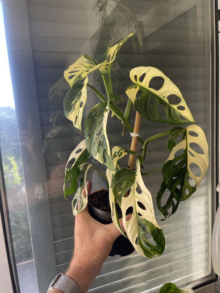 Planta Monstera adansonii variagata