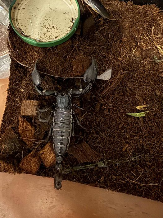 Skorpion Heterometrus