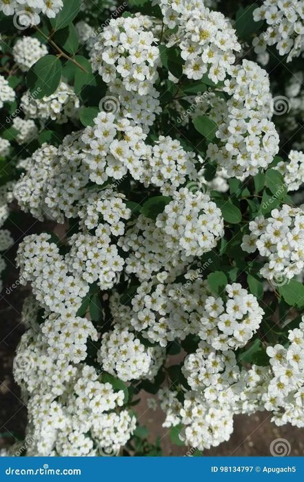 Spiraea Vanhouttei arbusto de flor branca