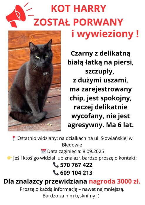 Zaginoł czarny kot Harry