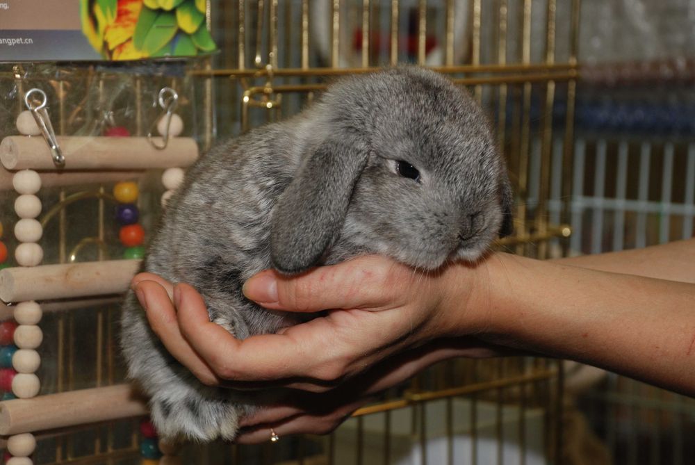 Декоративний кролик породи висловухий баранчик